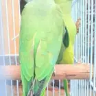 زوج دره وفروخ روز وفيشر أزرق
