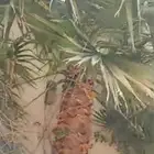 نخلتين كبيره خميس مشيط