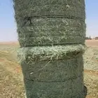 اللبيع. لفات رودس. جديد. شد قوي . وزن طيب أخضر وناعم