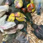 فروخ روز وفيشر اليفة ومشروع هدد