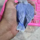 فرخ روز اليف وهدد