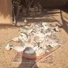 حمام ياكريم
