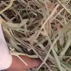 اللبيع. ذره. جازنينه حمراء. وراق. عود. ناعم. جديد.