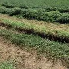 اللبيع. برسيم. شتوي. متبقي نصف رشاش نصف الأول نباع