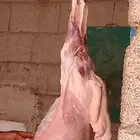 ذبائح تيس وحري ونعيم وسواكن الموقع ملهم حريملاء
