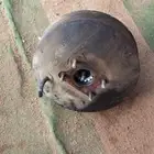 مجموعه قطع غيار كرسيدا 92