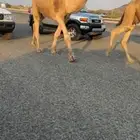 للبيع الفحل الكفو