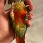ببغاء كنيور يلو سايد