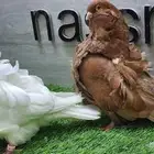 زوج كشكشي مستوى طيب (( تم البيع ))