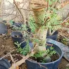 شتلات بيشم ناجحة