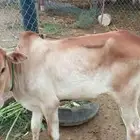 عجل بلدي