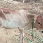عجل بلدي للبيع