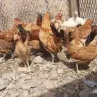 دجاج بلدي