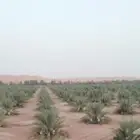 فراخة خلاص للبيع ( ومجانا )