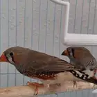 طيور زيبرا