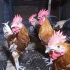 دجاج بلدي عمر شهرين وعمر شهر