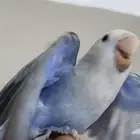 روز اليف مناسب للأطفال