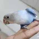 روز اليف وهدد