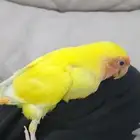 روز اليف جدا