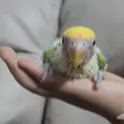 فرخ روز يقبل الغر بشراهه