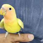 روز اليف وهدد