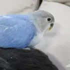 روز اليف مشروع هدد