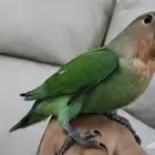 روز اليف جدا ولعوب
