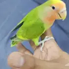 روز اليف ولعوب