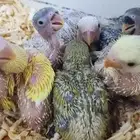 طيور فروخ روز يقبلو الغر بشراهه