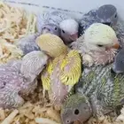 طيور فروخ يقبلو الغر بشراهه