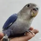 ببغاء روز اليف وهدد
