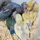 فروخ روز يقبلو الغر بشراهه