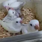 فروخ روز يقبلو الغر بشراهه ونشيطين
