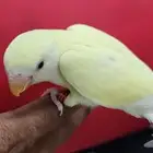 روز هدد اليف اينو مناسب لجميع الاعمار