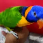 لوري اليف ولعوب مع الصغير والكبير