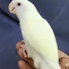 روز اليف وهدد مناسب للأطفال