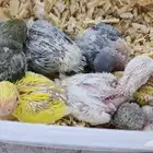 فروخ روز يقبلو الغر بشراهه