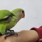 روز اليف مناسب للأطفال