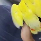 روز اليف مع الصغير والكبير