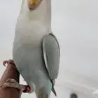 طير روز اليف وهدد مع الصغير والكبير