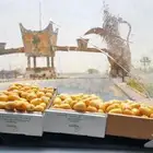 تموي خراف