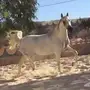 فرس فأخره جدآ تبارك الله 