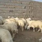 ذبايح حري سواكني زواج عقيقه صدقه ثلاجه ذبح وتوصيل