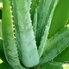 صبار
