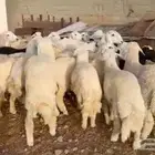 ذبايح حري سواكني عقيقه مناسبه زواج صدقه ..