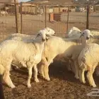 ذبايح حري سواكني تيوس مسلخ بالموقع مجهز شاهد التقييمات
