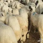 ذبايح حري سواكني تيوس مسلخ بالموقع مجهز شاهد التقييمات