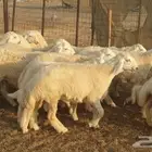 ذبايح حري سواكني تيوس زواجات مناسبات صدقات عقيقه