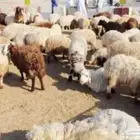 استيراد مواشي ( غنم - ابل )