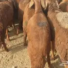 ذبايح حري سواكني مسلخ بالموقع مجهز شاهد التقييمات